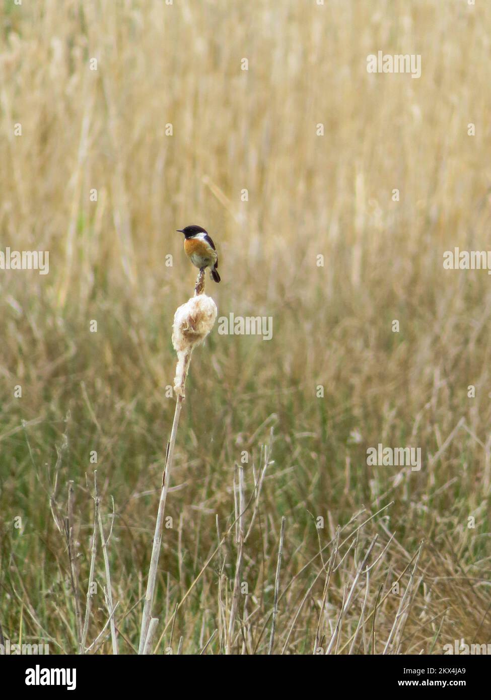 European stonechat (Saxicola rubicola) is a small passerine bird that was formerly classed as a subspecies of the common stonechat. Stock Photo