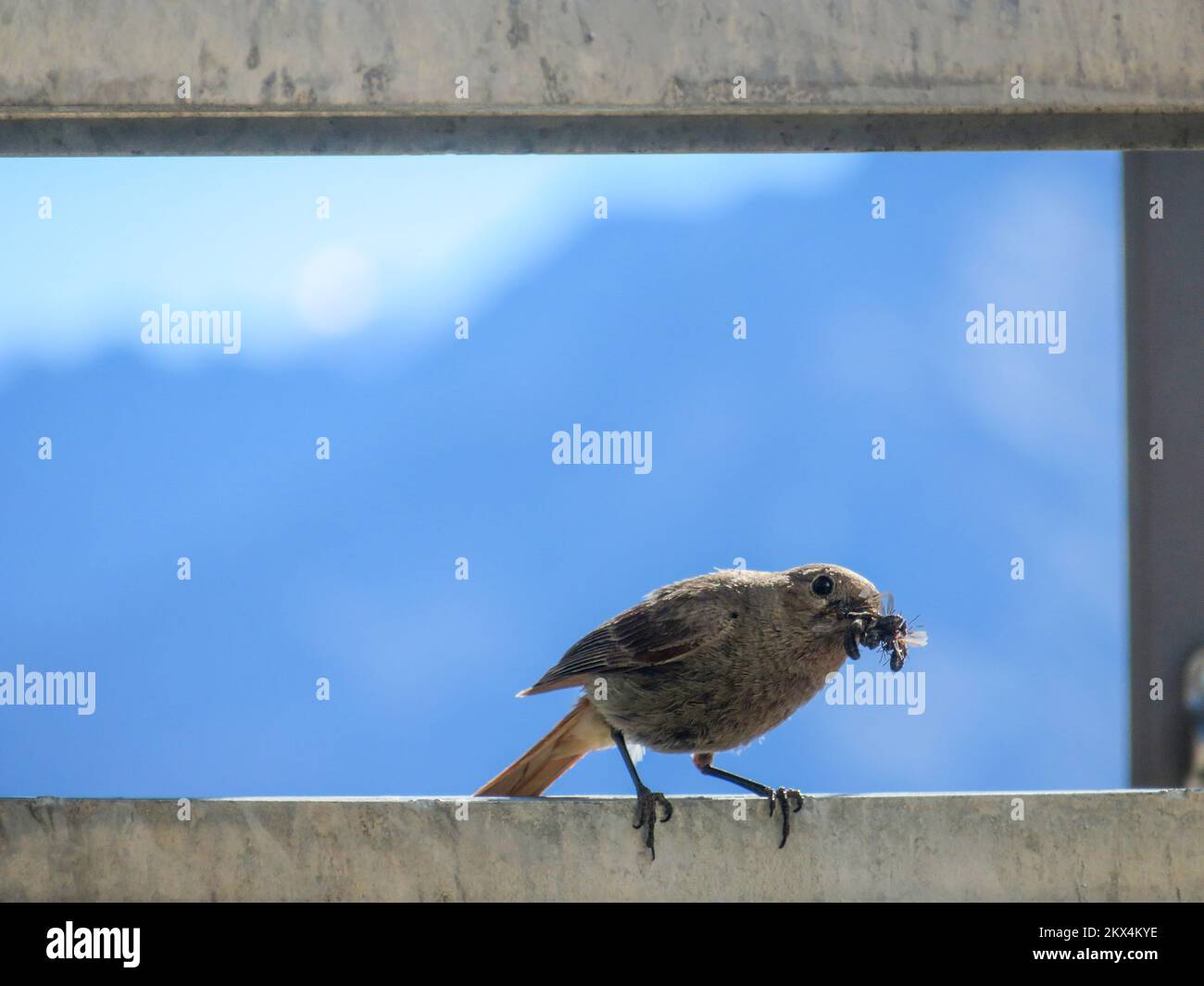 Italy, Alps - The black redstart (Phoenicurus ochruros) is a small passerine bird in the genus Phoenicurus. Stock Photo