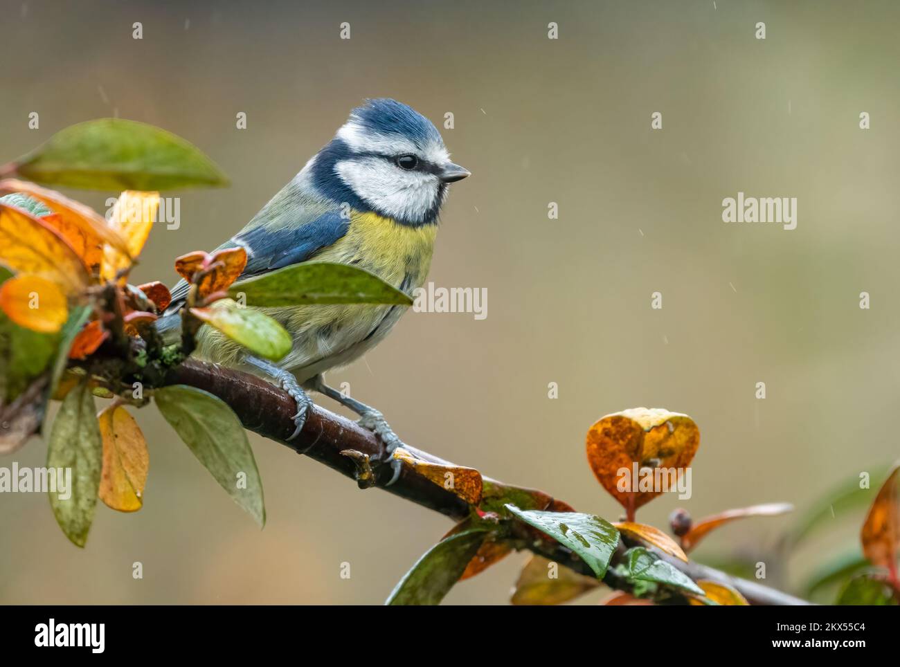 eurasian-blue-tit-cyanistes-caeruleus-in-a-uk-garden-cute-british