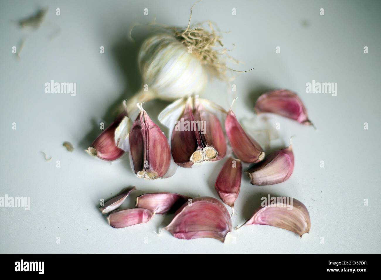 11.03.2018., Zagreb, Croatia - Garlic (Allium sativum) is a species in the onion genus, Allium. Its close relatives include the onion, shallot, leek, chive, and Chinese onion. Garlic is native to Central Asia and northeastern Iran, and has long been a common seasoning worldwide, with a history of several thousand years of human consumption and use. It was known to ancient Egyptians, and has been used both as a food flavoring and as a traditional medicine. Photo: Goran Stanzl/PIXSELL  Stock Photo