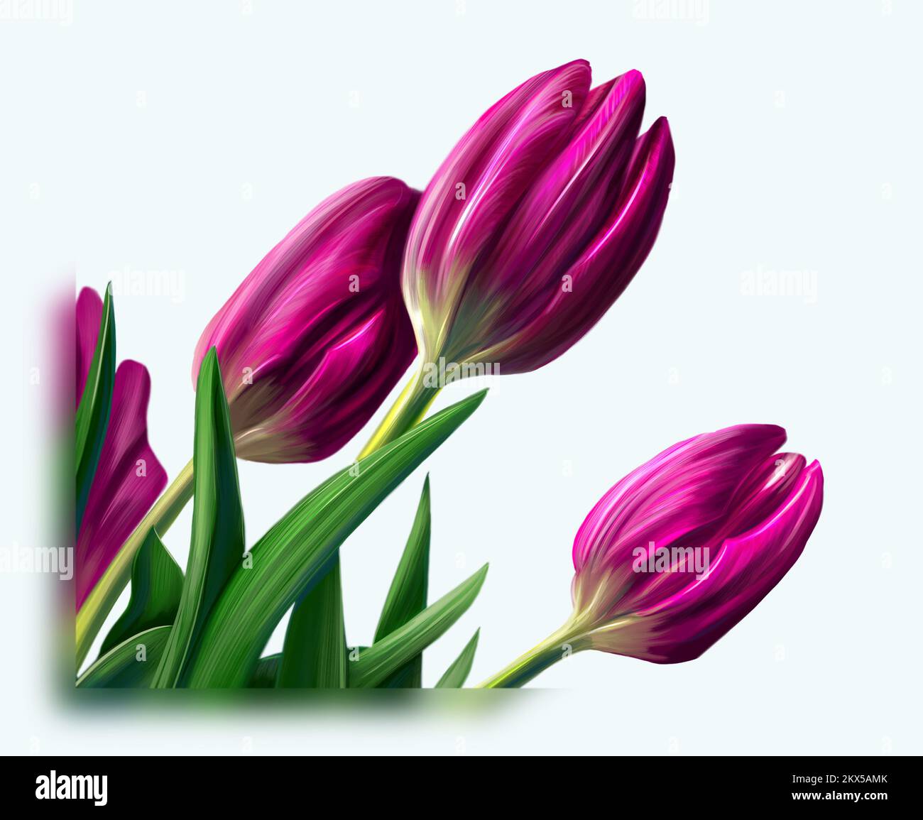 Digital drawing of three tulips Stock Photo Alamy