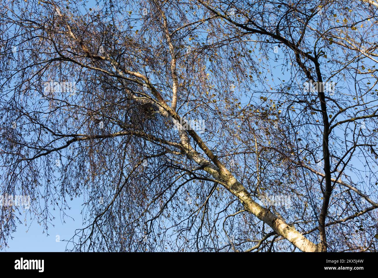 Betula pendula, Silver Birch tree branches in wintertime, England, UK