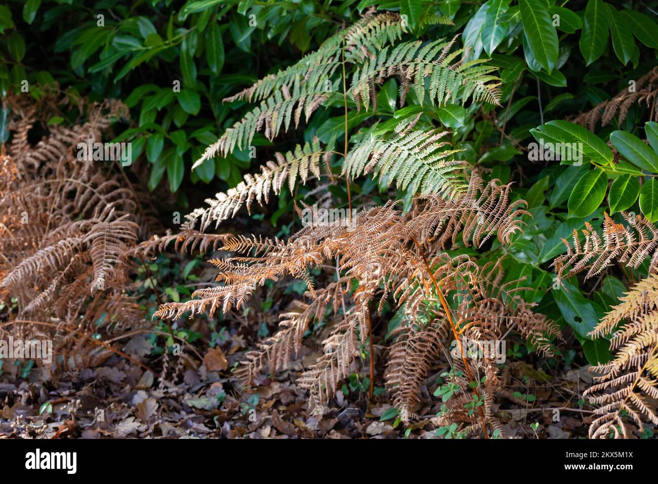 Fern plants in late autumn, United Kingdom Stock Photo