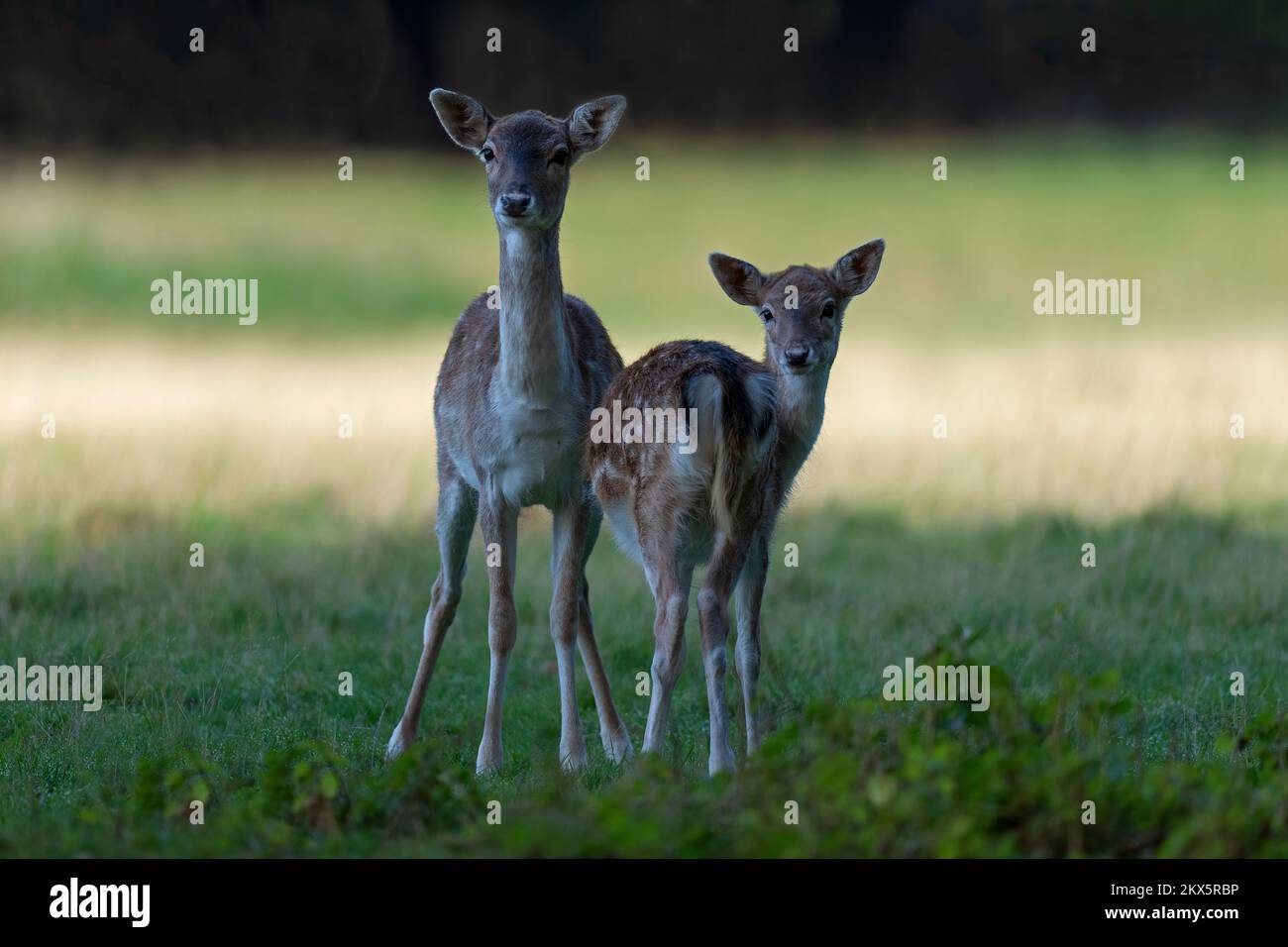 Fallow deer (Doe and fawn)-Dama dama during autumn. Stock Photo