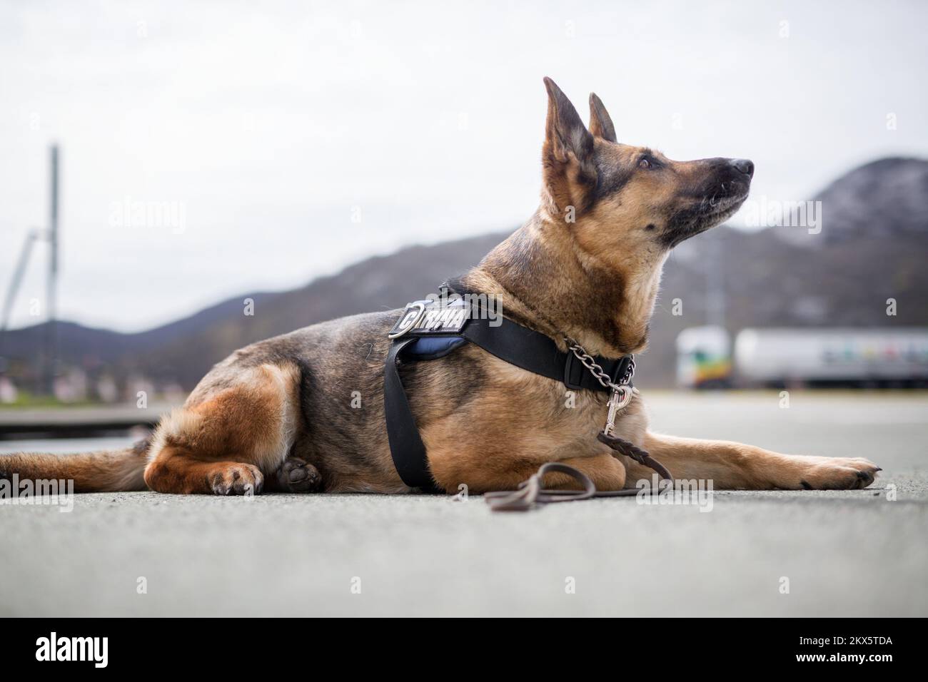 tobacco detection dogs 11.04.2018., Rijeka, Croatia