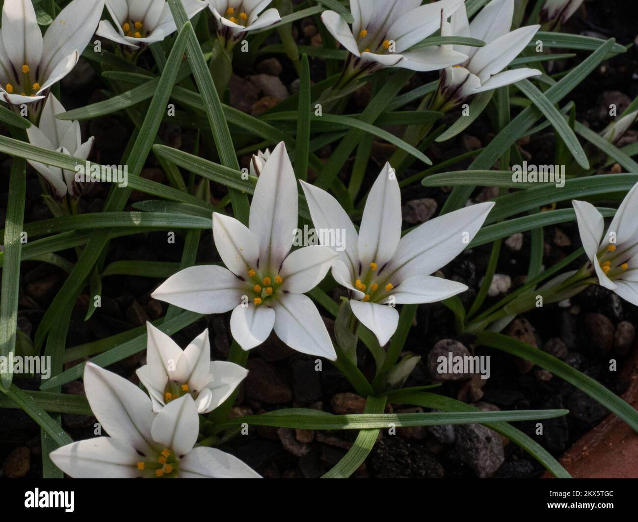 A close up of a group of white starry flowers of Ipheion sessile Stock Photo