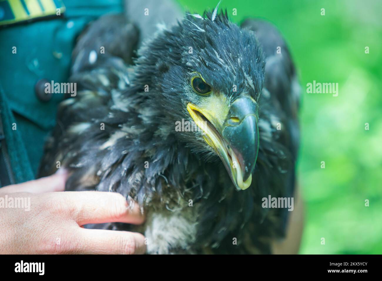 25.04.2018., Croatia, Kopacki rit - For the purpose of monitoring eagles, ringing of white-tailed eagles in cooperation with the National Park Danube-Drava from Hungary and the Croatian Society for the Protection of nature and birds. The mountaineer, who climbs up to high-pitched tree nests, also comes from Hungary. Photo: Davor Javorovic/PIXSELL Stock Photo