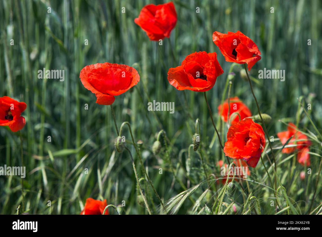 Rit 05 hi-res stock photography and images - Alamy