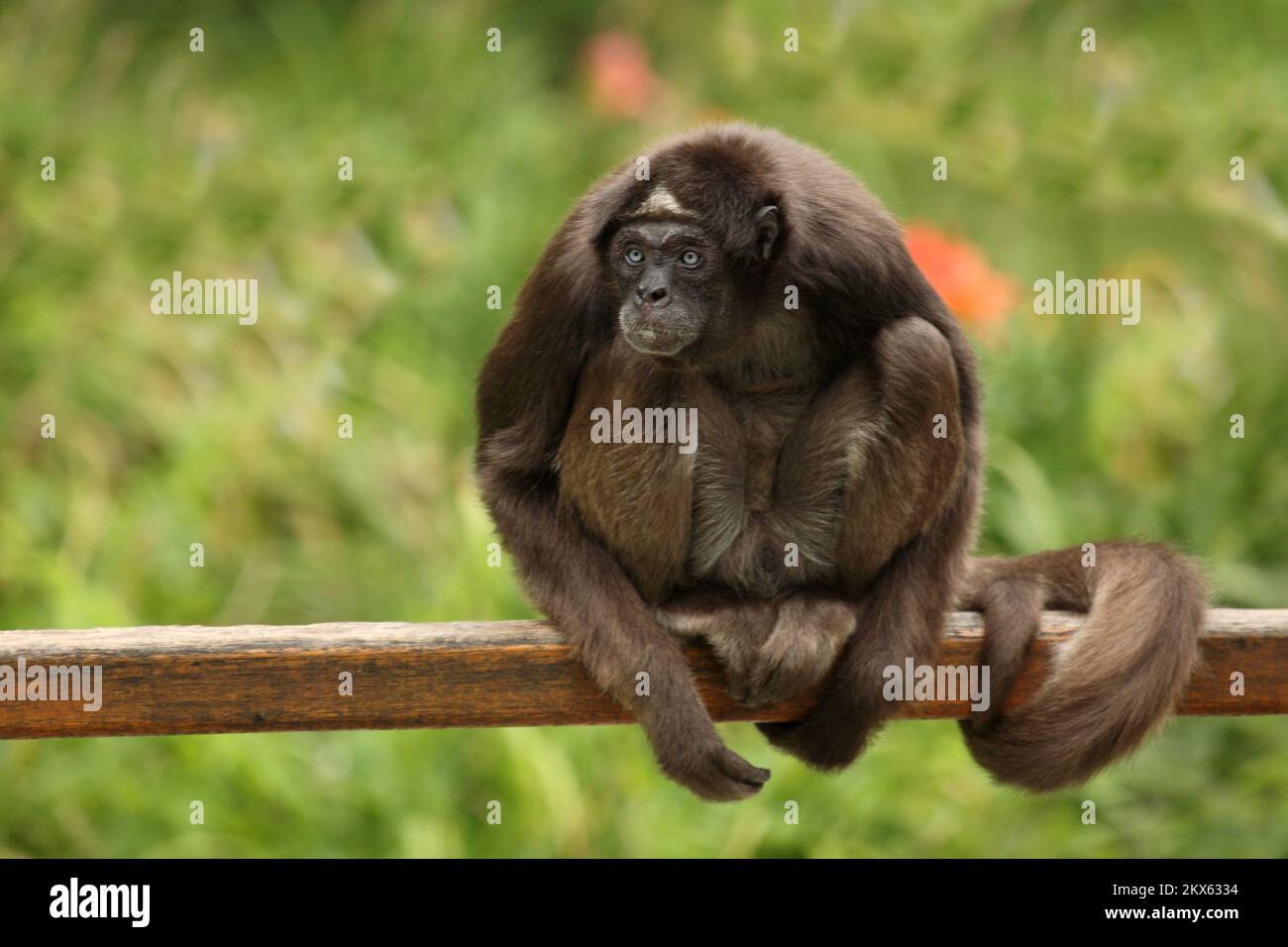 Goldstirnklammeraffe / White-bellied spider monkey / Ateles belzebuth Stock Photo