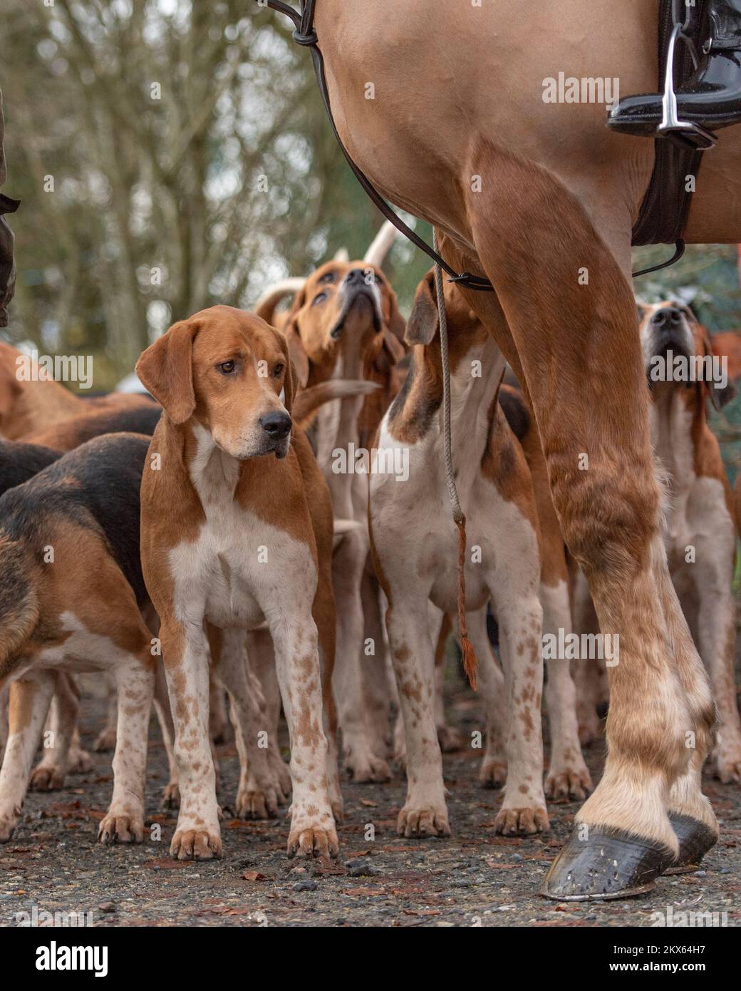 Foxhounds waiting with huntsman's horse Stock Photo
