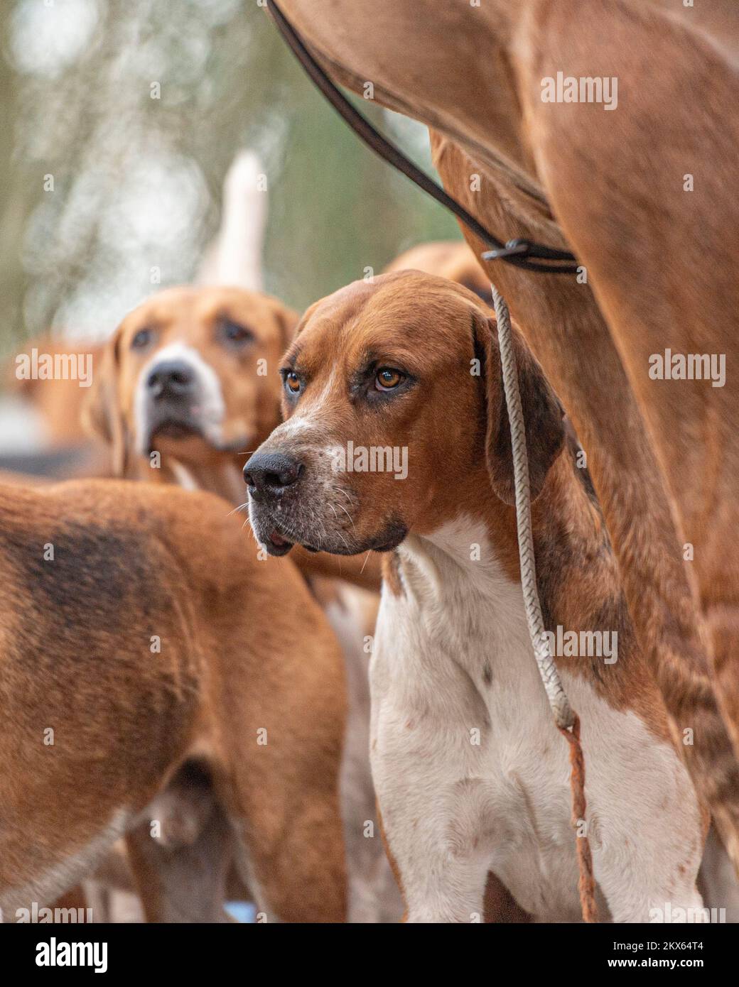 Foxhounds waiting with huntsman's horse Stock Photo