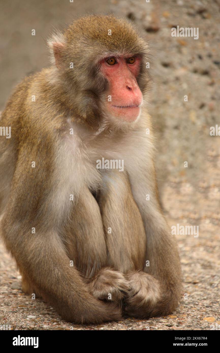 Rotgesichtsmakake oder Japanmakak / Japanese macaque or Snow monkey / Macaca fuscata Stock Photo