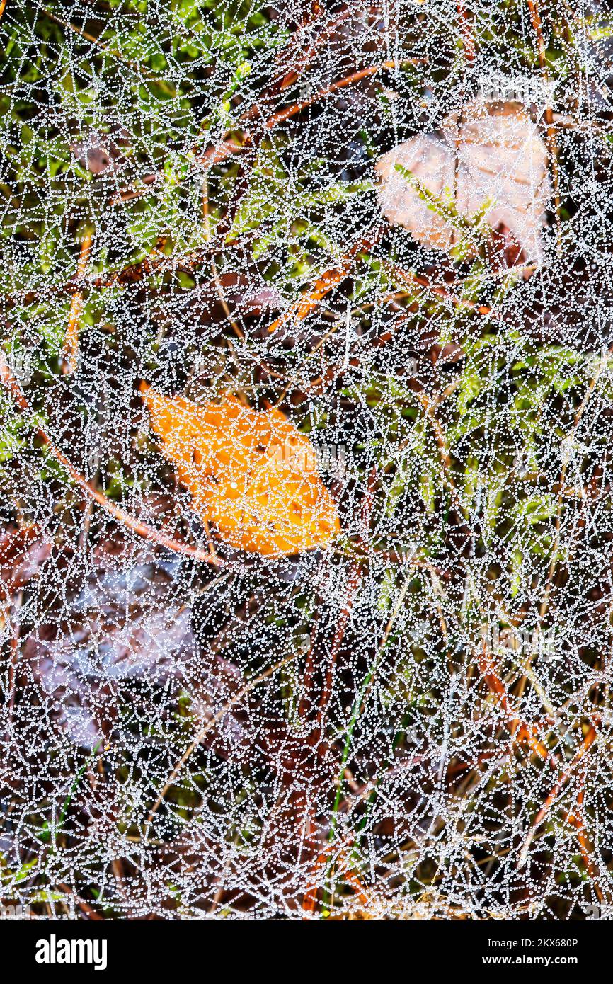 Autumnal leaves screened by a filter of water droplets, Beacon wood ...
