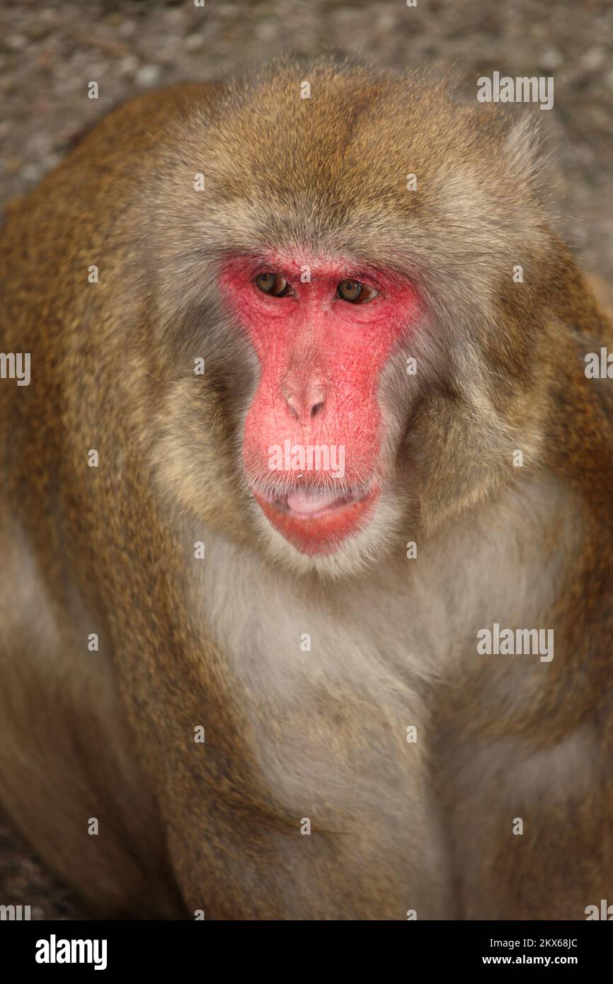 Rotgesichtsmakake oder Japanmakak / Japanese macaque or Snow monkey / Macaca fuscata Stock Photo