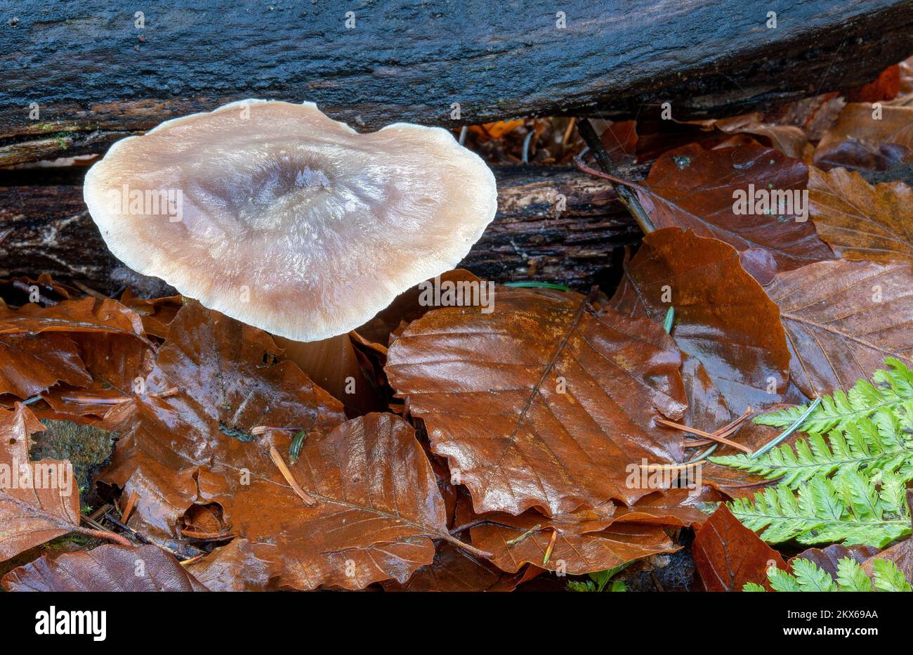 Wet leaves and fungi, Beacon wood, Penrith, Cumbria, UK Stock Photo