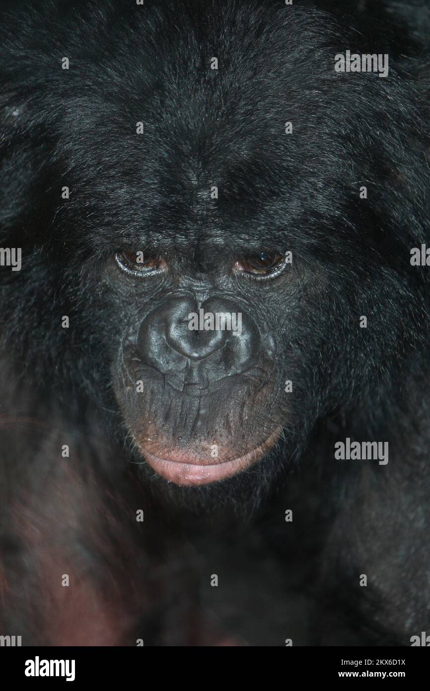 Bonobo oder Zwergschimpanse / Pygmy chimpanzee / Pan paniscus Stock Photo
