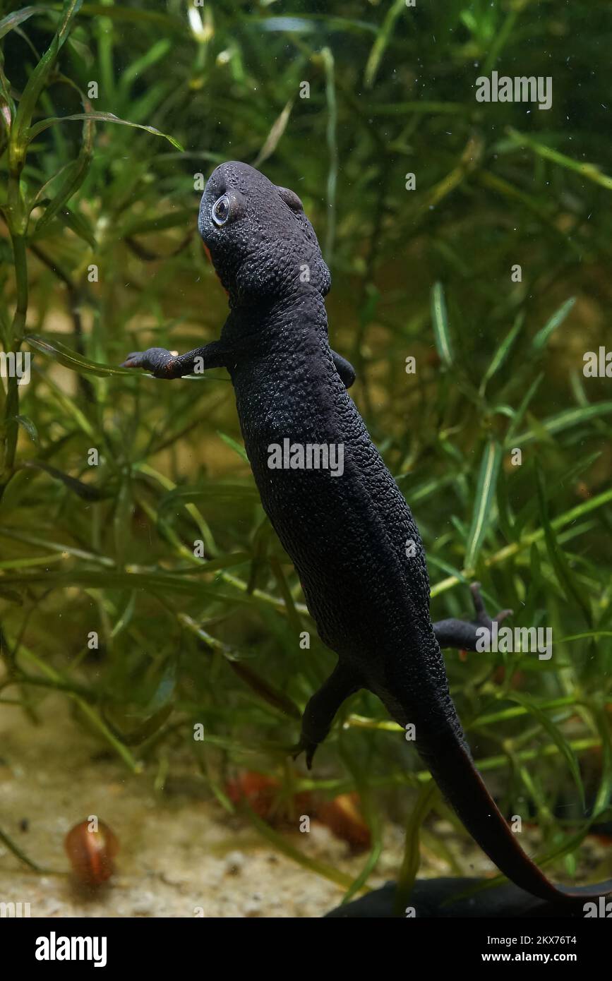 Detailed closeup on an aquatic small Chinese firebellied newt, Cynops orientalis Stock Photo