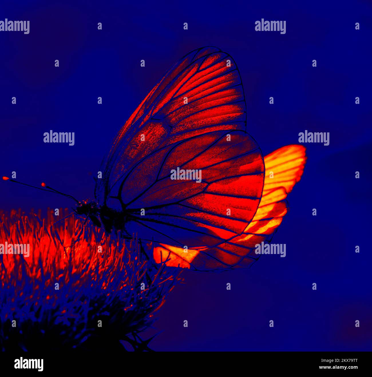 White butterflies on a spherical flower. Thermal Impressionism Stock