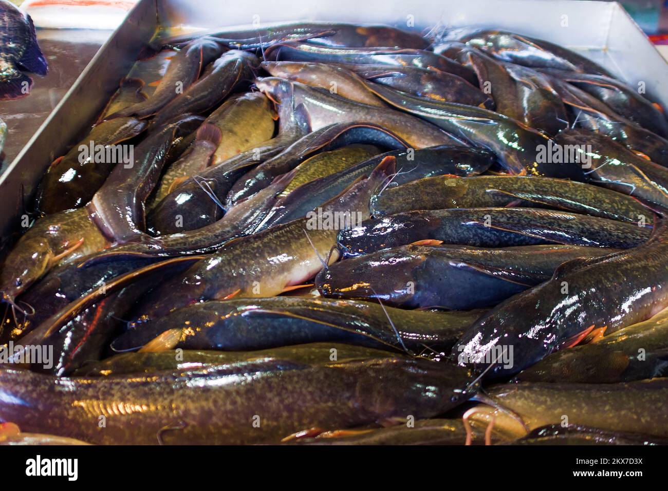Thai fish market. Fresh catfish Stock Photo Alamy