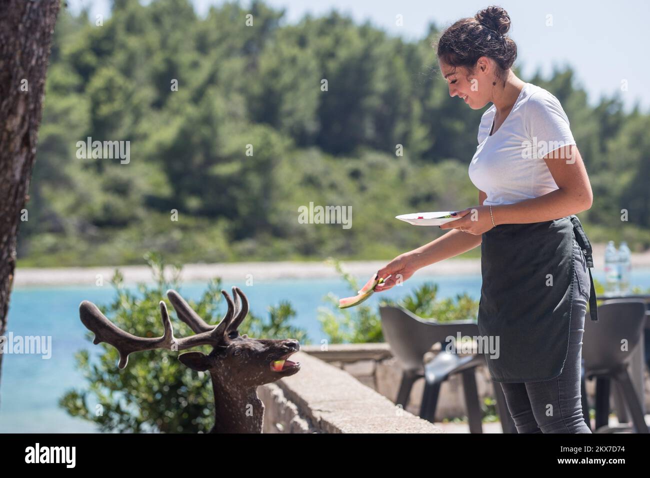 17.07.2018. Korcula, Islan Badija - Fallow deers are not affraid of tourists and they are enjoying their life on island Badija at Adriatic sea, Badija Island is recognizable by the population of fallow deers that had been inhabited island Badija in 1958. Poto: Davor Puklavec/PIXSELL  Stock Photo