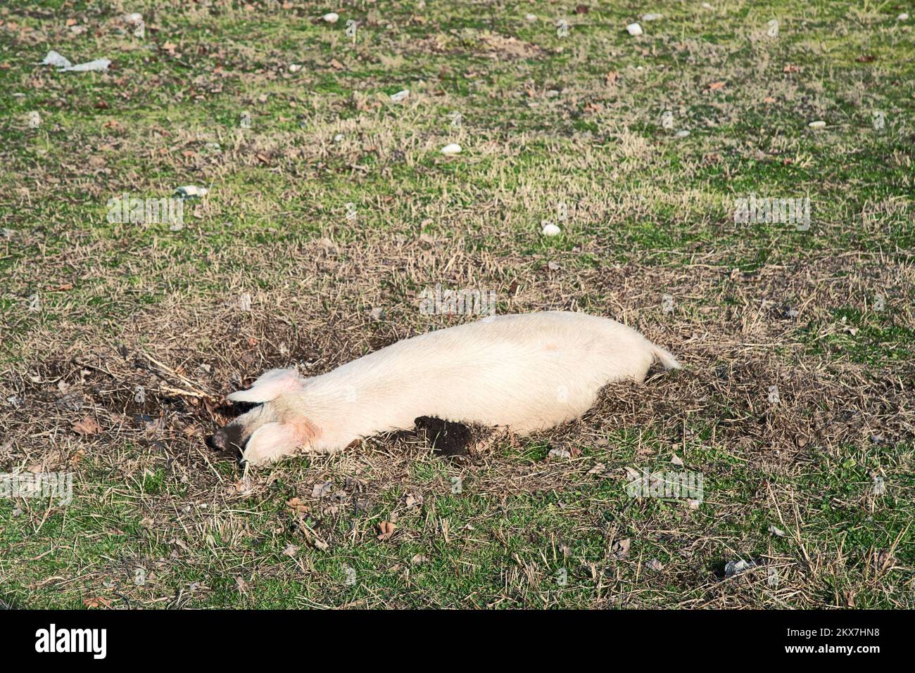 A white pig burrowed into the spring mud Stock Photo