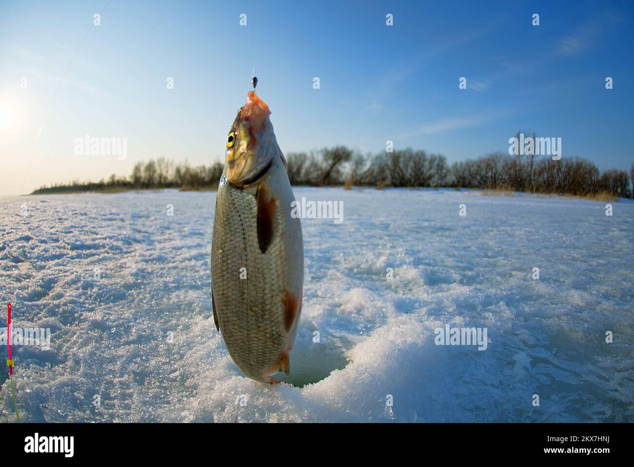 Ice recreational fishing. A picture of Zarthe (Vimba vimba) fishing with a hole, a panorama of the river and the forest shore. A fish-eye lens is used Stock Photo