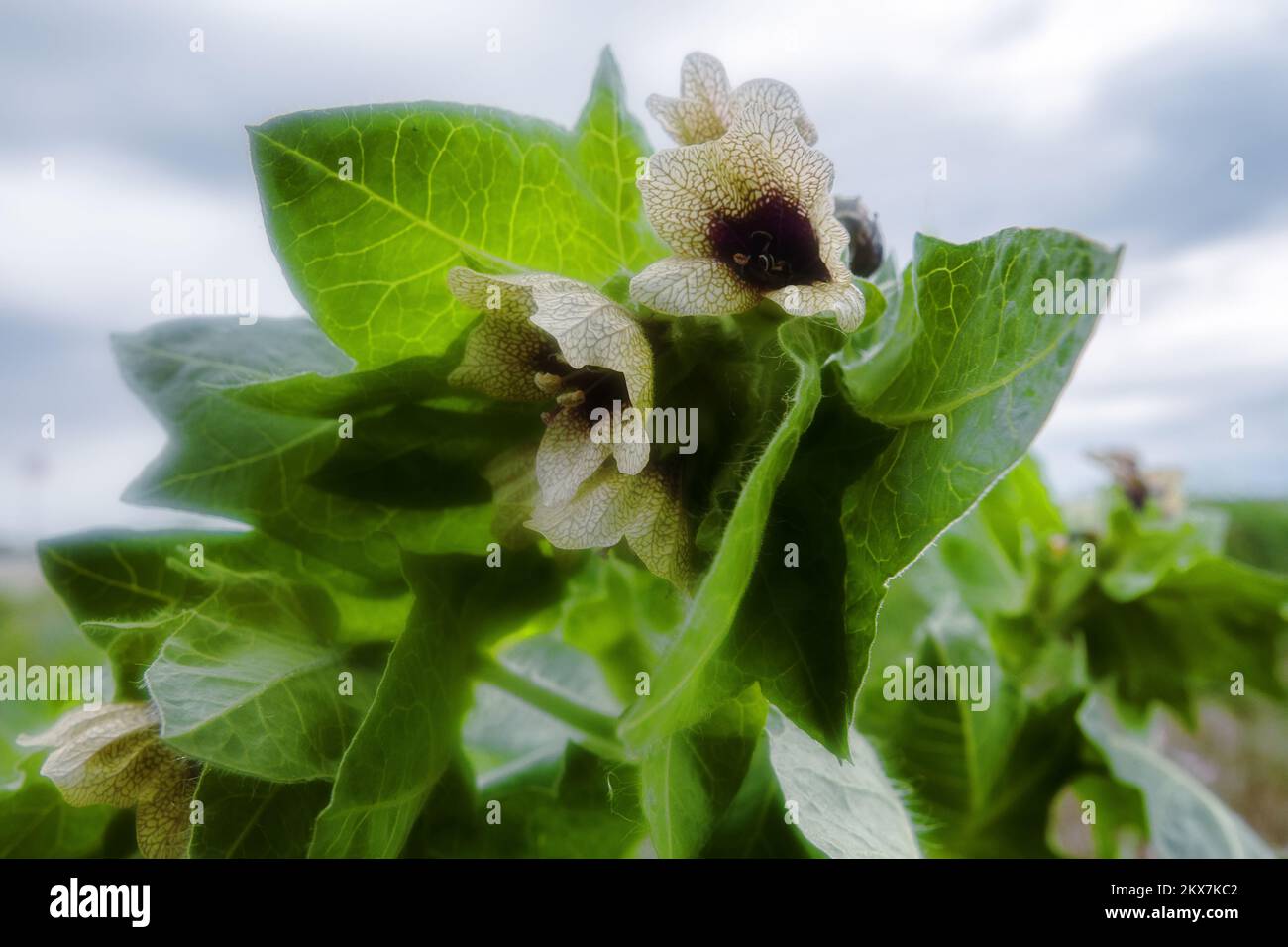 Black henbane (Hyoscyamus niger). Photos flowering plant in the counter after the rain. Elegant grid flower with black and blue throat, but dangerousl Stock Photo