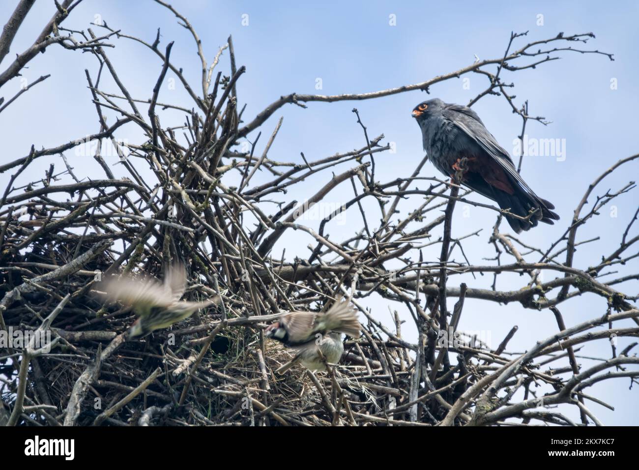 Rook nest hi-res stock photography and images - Alamy