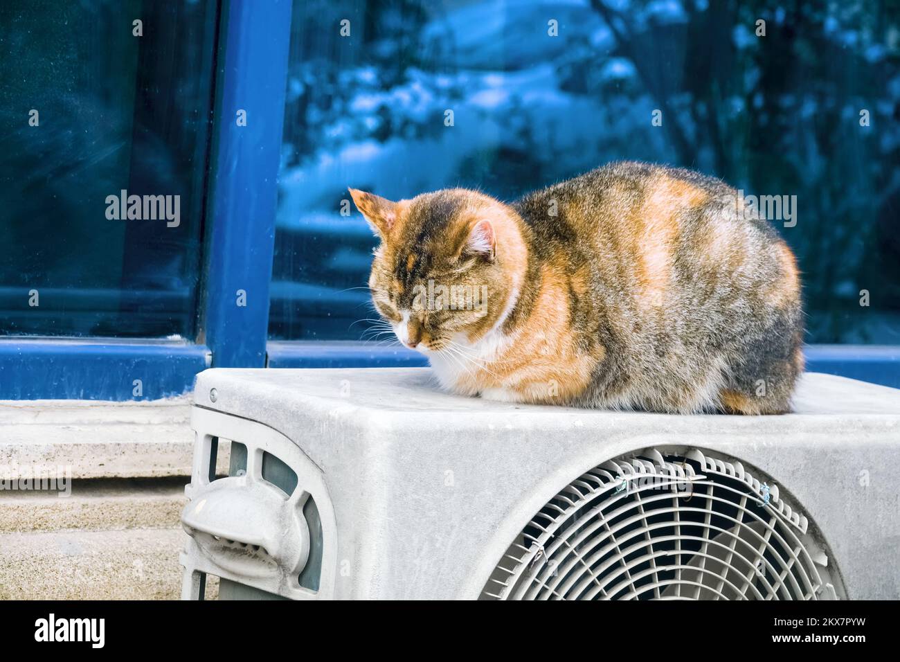 Cat warms up sitting on air conditioner in cold time Stock Photo Alamy