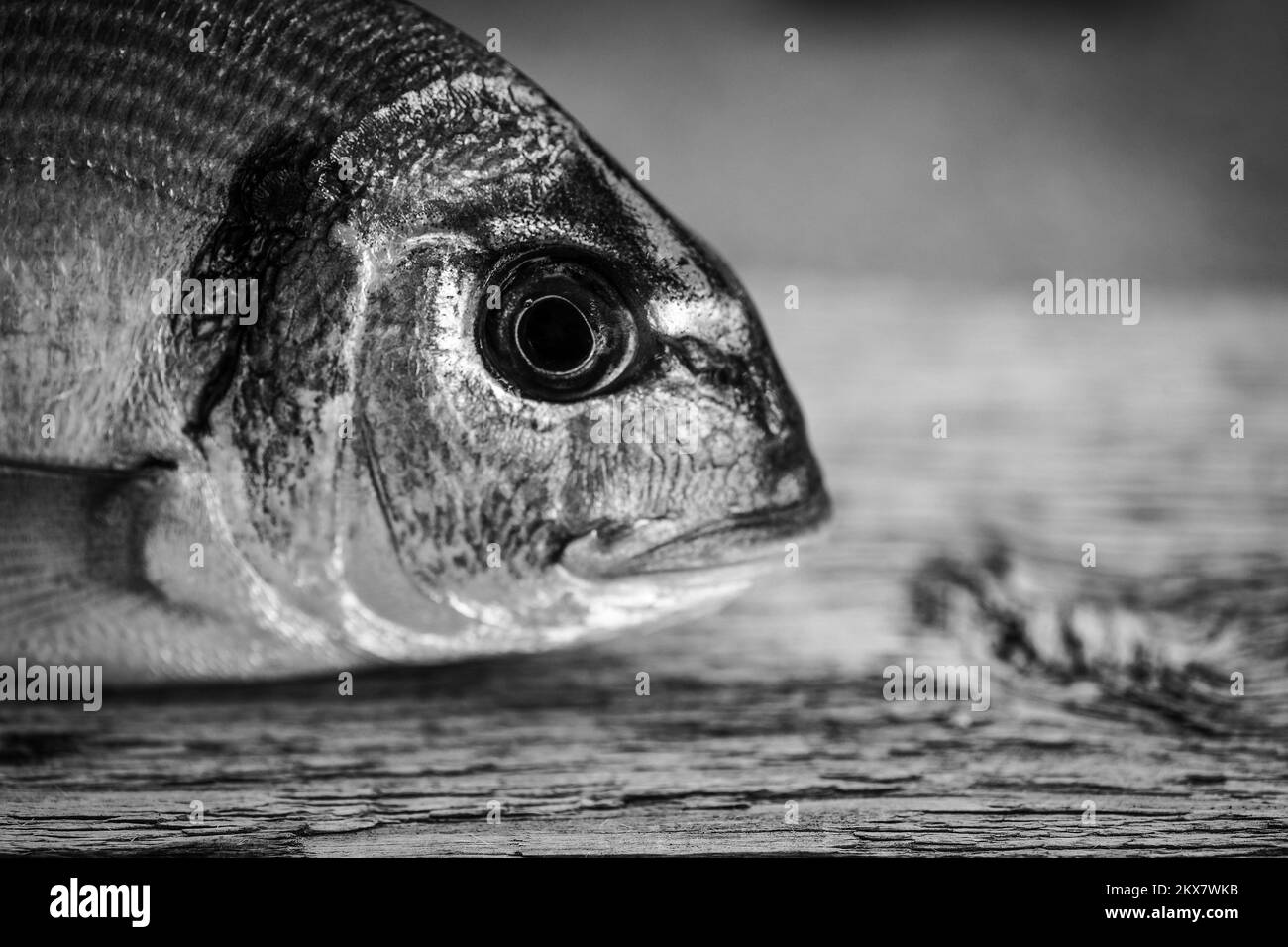 05.08.2018., Zagreb, Croatia - Fresh fish.Sea Bream, the most popular Mediterranean fish in Europe and Russia. Photo: Sandra Simunovic/PIXSELL  Stock Photo