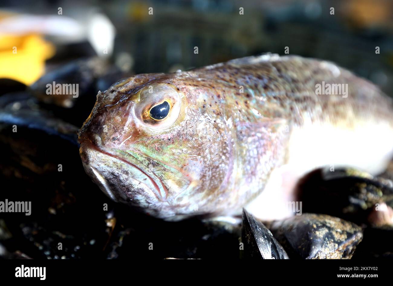 10.08.2018., Sibenik, Croatia - The greater weever (Trachinus draco ...