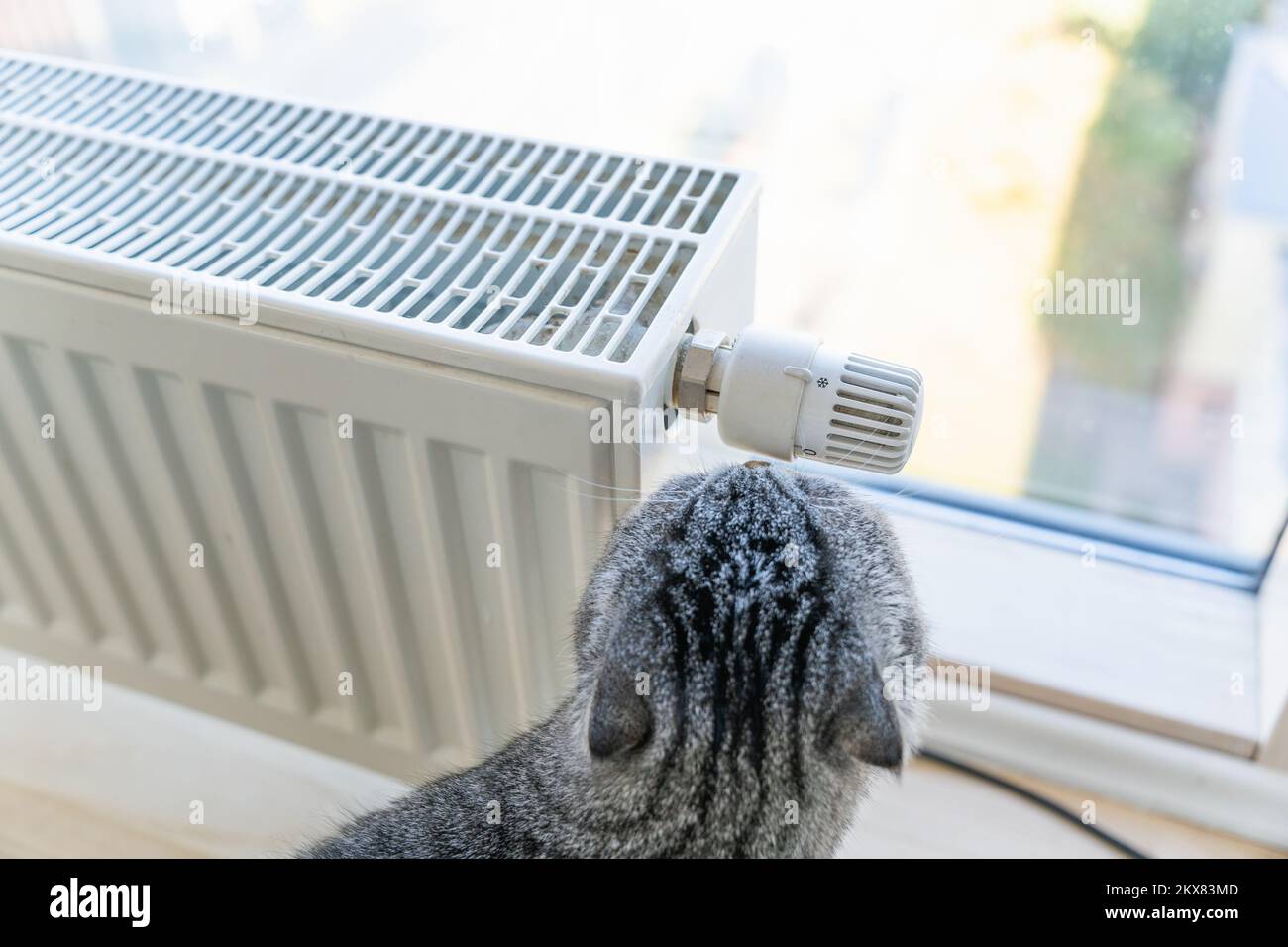 A striped cat touches his nose to the body adjustment knob of the heating radiator near the window Stock Photo