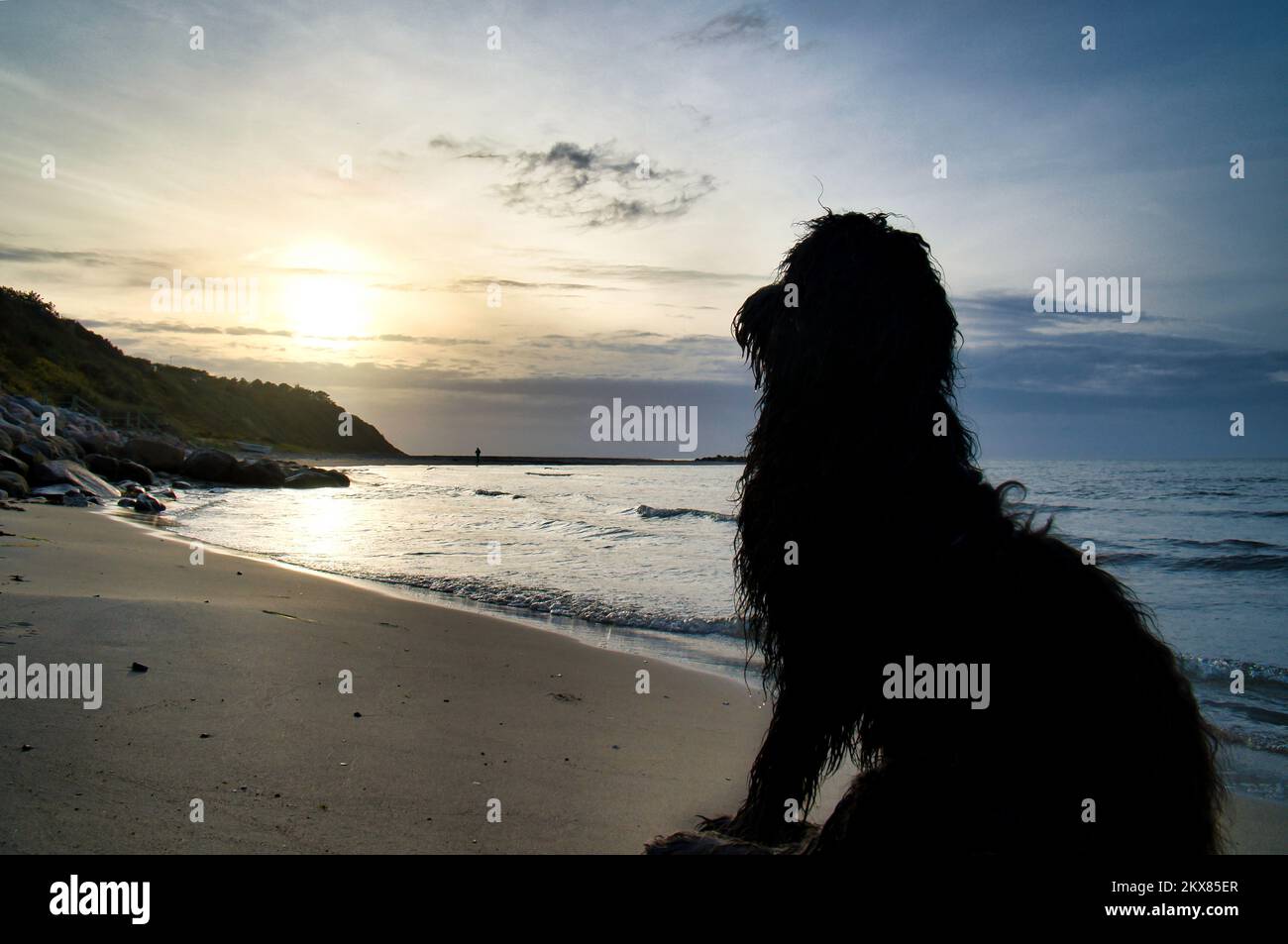 Goldendoodle sits on the beach by the sea and looks into the sunset. Waves in the water and sand on the beach. Landscape shot with a dog Stock Photo