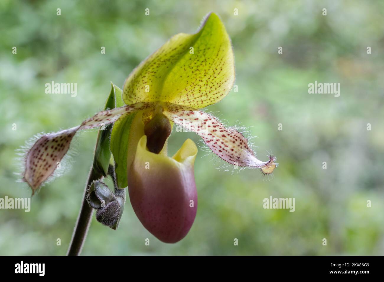 Closeup side view of yellow green and purple pink lady slipper orchid species paphiopedilum moquetteanum flower and bud isolated on natural background Stock Photo