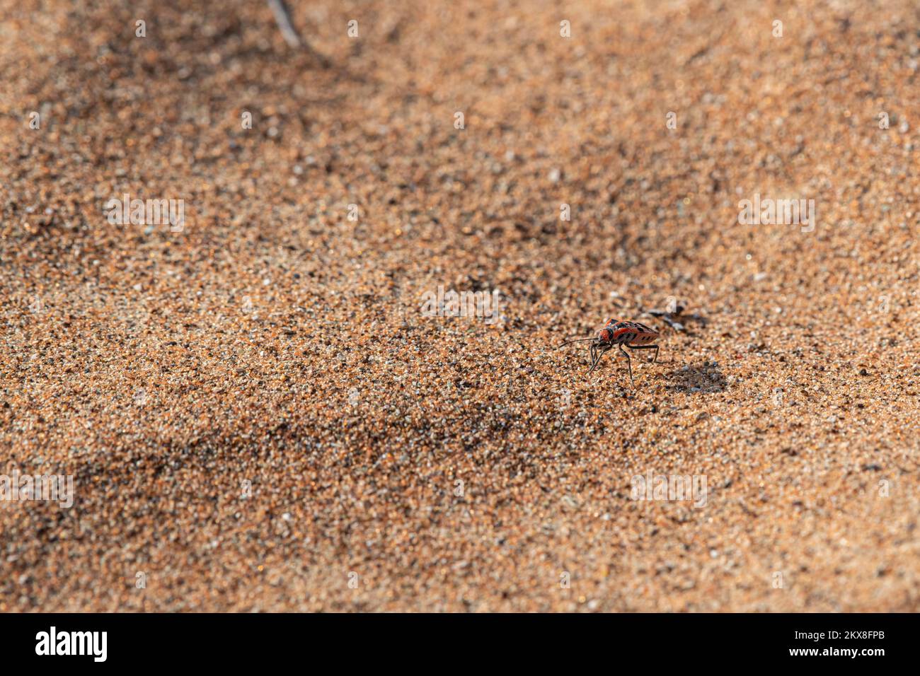 Side view of an Insect in the sand of a dune, supposely Black-and-Red-bug or Lygaeus equestris, desert of the United Arab Emirates Stock Photo