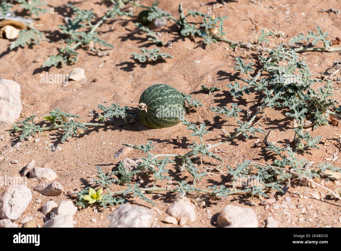 Desert Squash fruit, Globular, apple sized in gravel desert, United Arab Emirates Stock Photo
