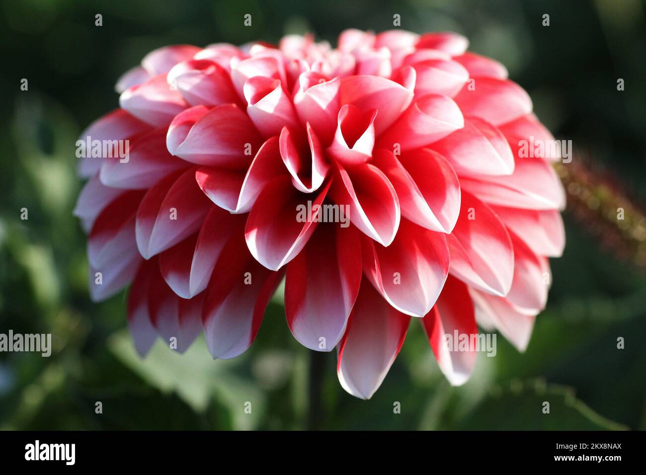 08.10.2018., Zagreb - Dahlia flower Dahlias are colorful spiky flowers which generally bloom from midsummer to first frost, when many other plants are past their best. Dahlias come in a rainbow of colors and even range in size, from the giant 10-inch â€œdinnerplateâ€ blooms to the 2-inch lollipop-style pompons. Most varieties grow 4 to 5 feet tall. Photo: Patrik Macek/PIXSELL  Stock Photo