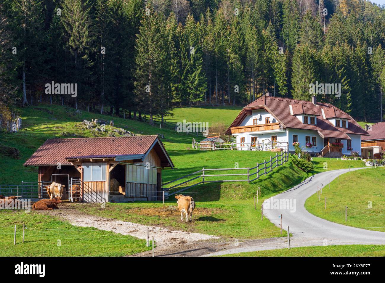 Rohr im Gebirge: farmhouse, cows in Wiener Alpen, Alps, Niederösterreich, Lower Austria, Austria Stock Photo