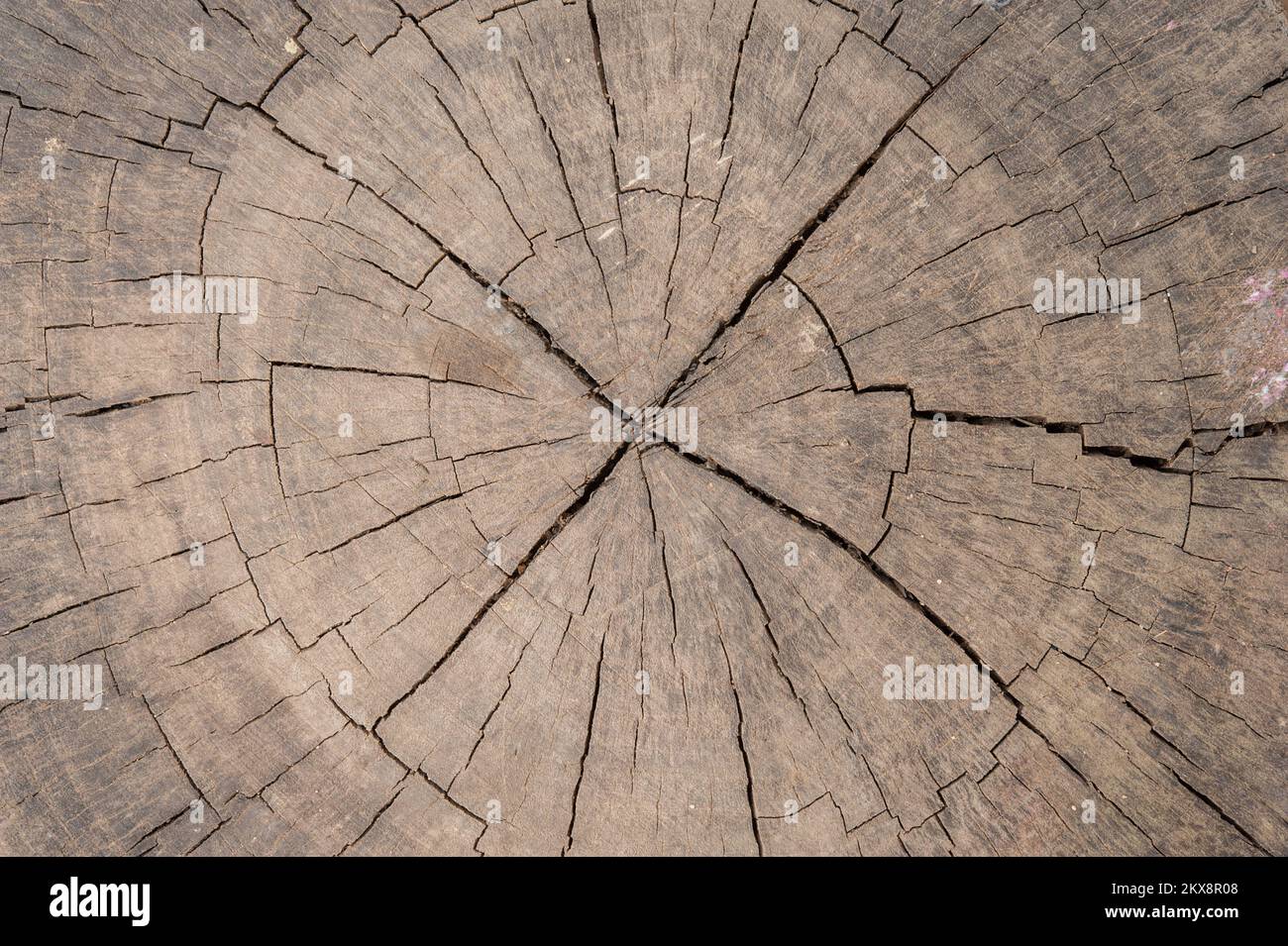 Wood texture seamless, Texture natural wooden, High resolution Stock Photo Alamy