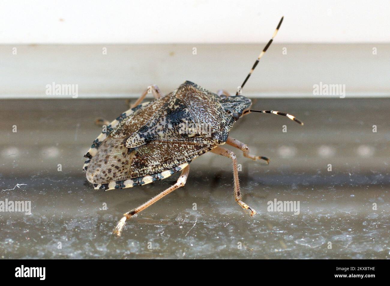 14.10.2018., Zagreb, Croatia Halyomorpha halys, The brown marmorated