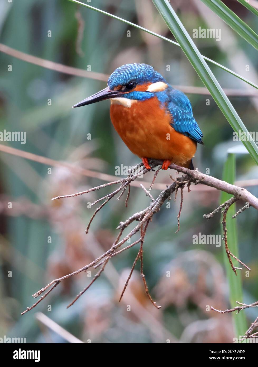 Male Kingfisher showing well with close views in Pittville Park Cheltenham Gloucestershire UK Stock Photo