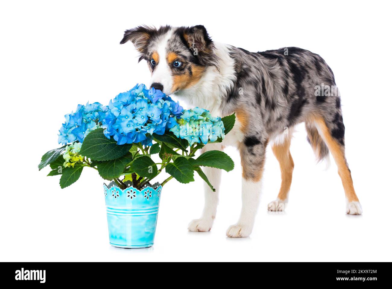 Miniature australian shepherd puppy with a blue hydrangea flower Stock Photo