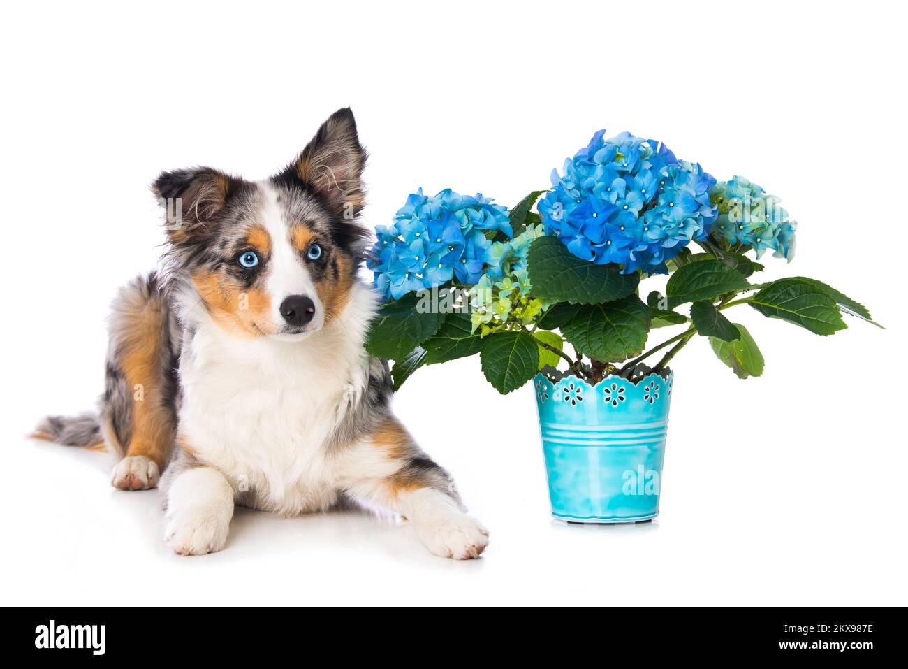Miniature australian shepherd puppy with a blue hydrangea flower Stock Photo