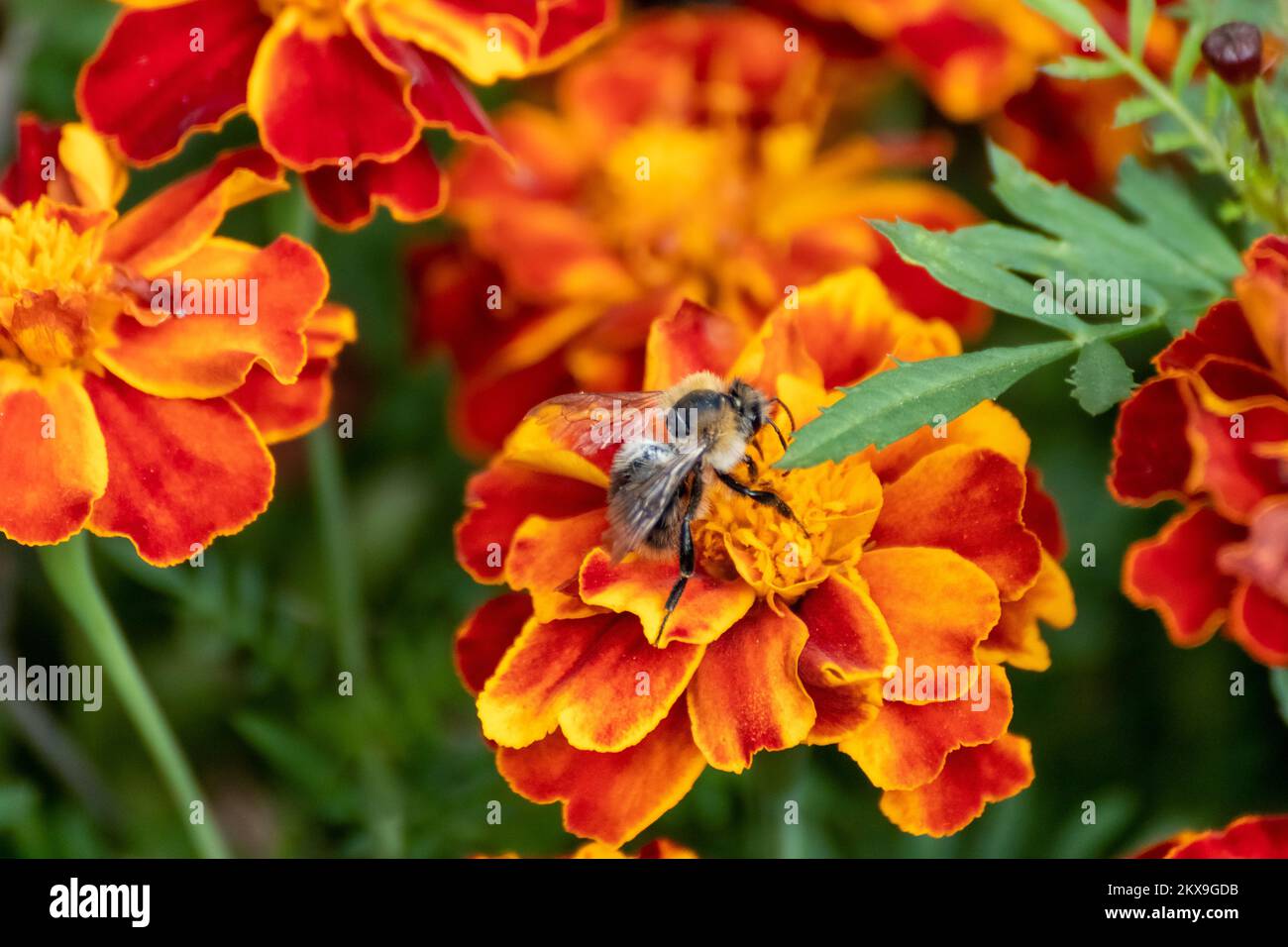 Honey bee pollinating Marigold, orange Tagetes flowers closeup with