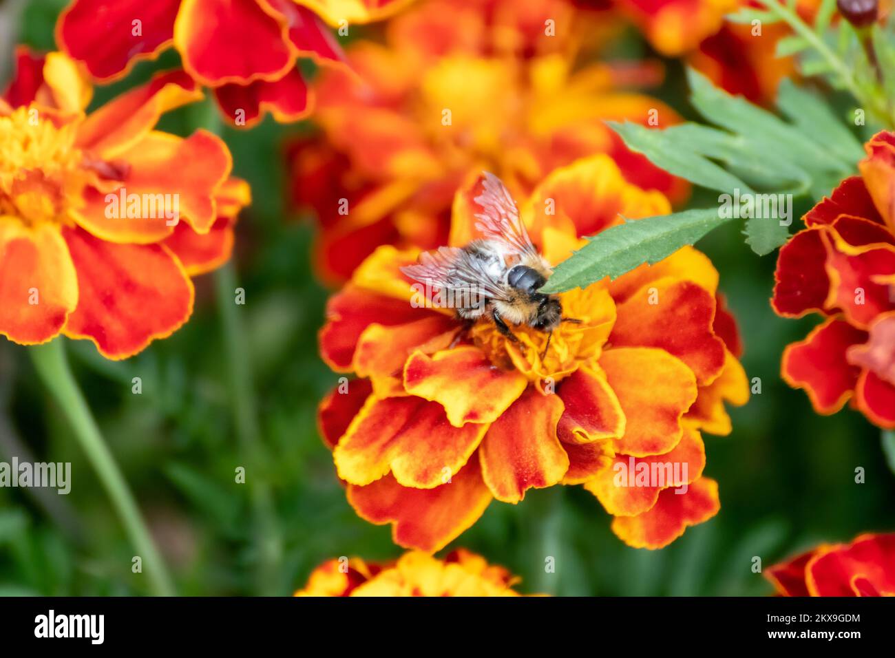 Honey bee pollinating Marigold, orange Tagetes flowers closeup with
