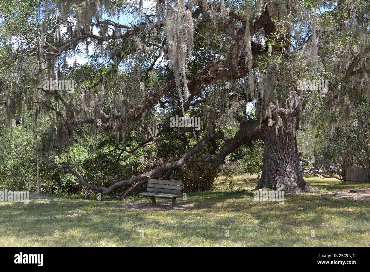 Brazos Bend State Park, Houston, Texas Stock Photo Alamy