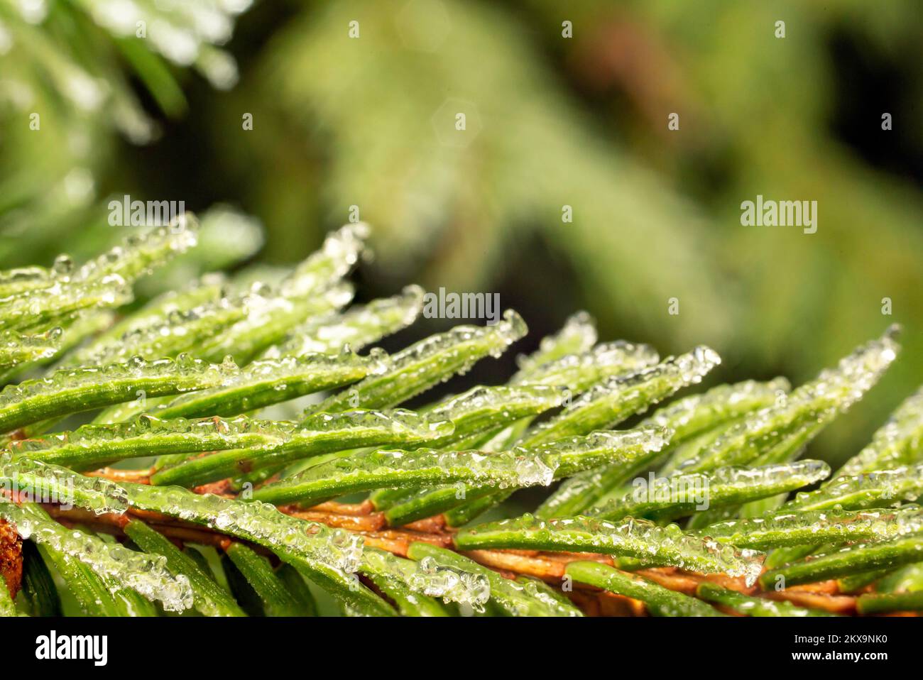 Frozen conifer needles hi-res stock photography and images - Alamy