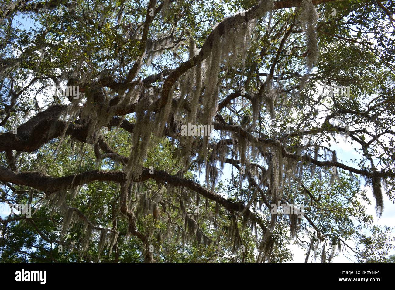 Brazos Bend State Park, Houston, Texas Stock Photo Alamy