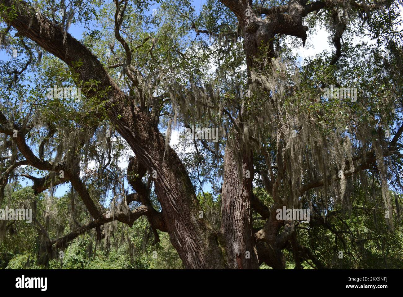Brazos Bend State Park, Houston, Texas Stock Photo Alamy