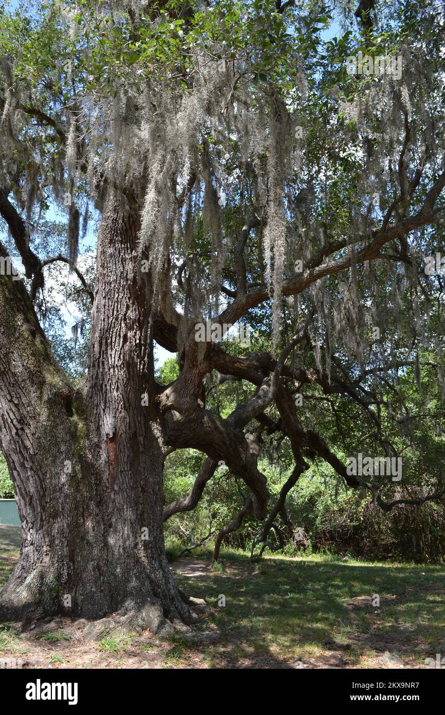 Brazos Bend State Park, Houston, Texas Stock Photo Alamy